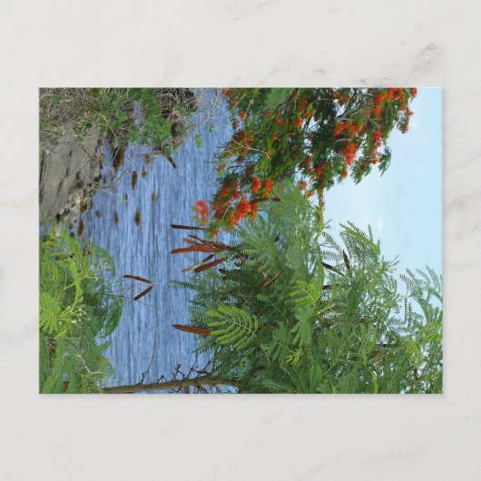 プチアンセ – マルティニーク， FWI ポストカード (正面)