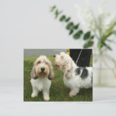 プチバセットグリフォンヴェンデーン ポストカード (スタンド正面)