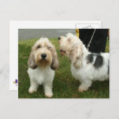 プチバセットグリフォンヴェンデーン ポストカード (正面/裏面)