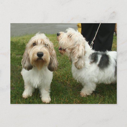 プチバセットグリフォンヴェンデーン ポストカード (正面)