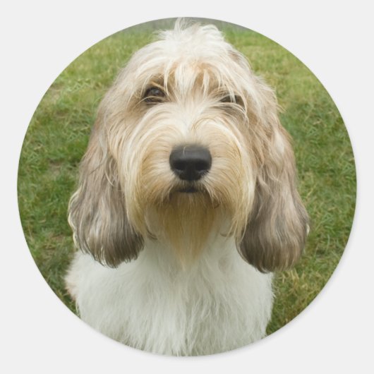 プチバセットグリフォンヴェンデーン ラウンドシール (正面)