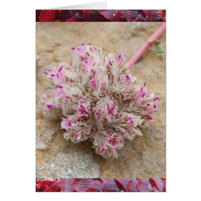 プッシー (正面)