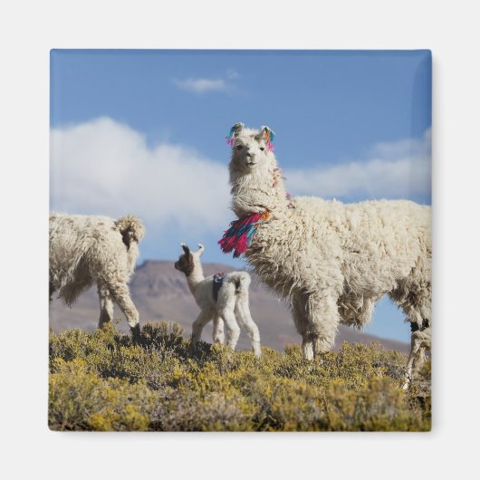 プナの装飾されたラマの群れ アンデス山脈3 マグネット (正面)