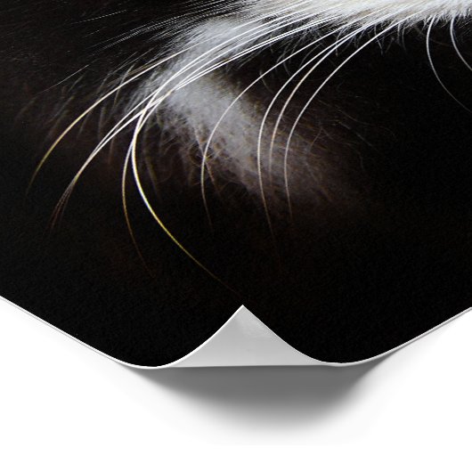 プマキャット ポスター (角)