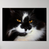 プマキャット ポスター (正面)