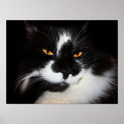 プマキャット ポスター (正面)