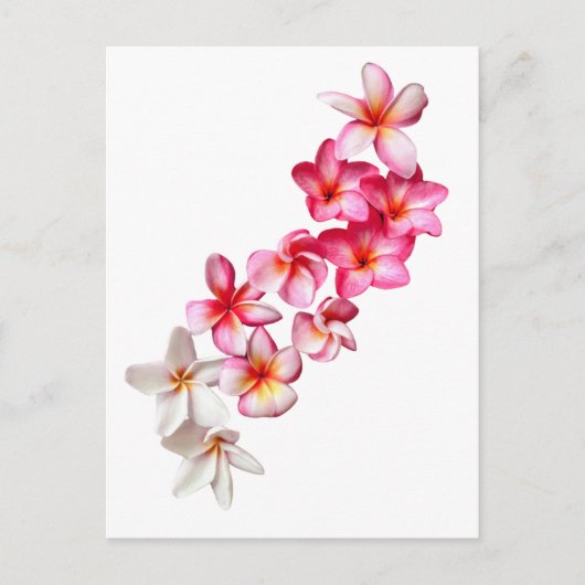 プメリアの花のコラージュ ポストカード (正面)