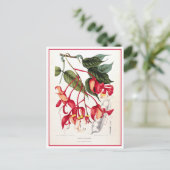 プライドオブビルマ蘭木イラストレーション ポストカード (スタンド正面)