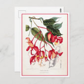 プライドオブビルマ蘭木イラストレーション ポストカード (正面/裏面)