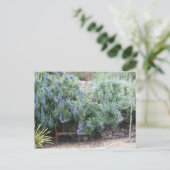 プライドマデイラ葉書 ポストカード (スタンド正面)