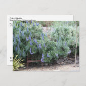 プライドマデイラ葉書 ポストカード (正面/裏面)