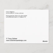 プライドマデイラ葉書 ポストカード (裏面)