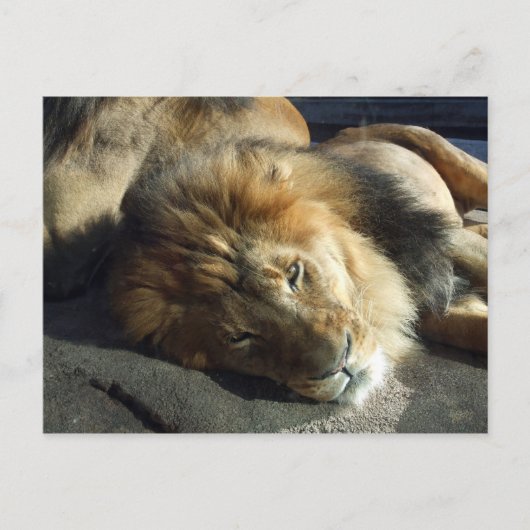 プライド ポストカード (正面)