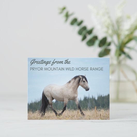 プライヤマウンテンワイルドマスタング:クラウドのプライド ポストカード (スタンド正面)