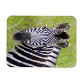 プラインツェブラの肖像 Hluhluwe-Umfolozi+ゲーム マグネット (横)