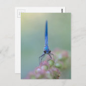 プラクチベル ポストカード (正面/裏面)