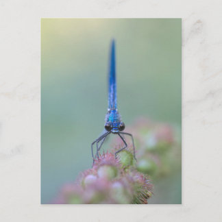 プラクチベル ポストカード