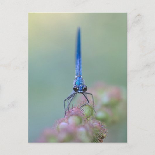 プラクチベル ポストカード (正面)