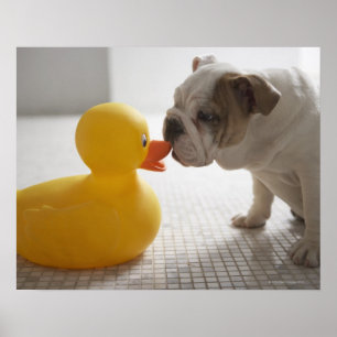 プラスチックのアヒルを持つ犬 ポスター