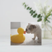 プラスチックのアヒルを持つ犬 ポストカード (スタンド正面)