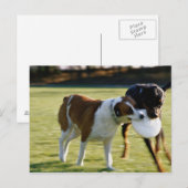 プラスチックディスクを使って戦う2匹の犬 ポストカード (正面/裏面)