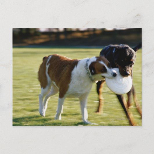 プラスチックディスクを使って戦う2匹の犬 ポストカード (正面)