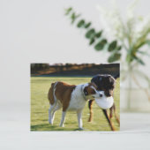 プラスチックディスクを使って戦う2匹の犬 ポストカード (スタンド正面)