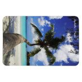 プラスリン島セーシェル島のヤシ マグネット (横)