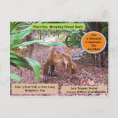 プラセリア – *恐竜 – 学のカード ポストカード (裏面)