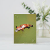 プラチプス・エウンゲラ国立公園オーストラリア ポストカード (スタンド正面)