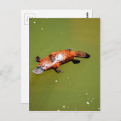 プラチプス・エウンゲラ国立公園オーストラリア ポストカード (正面/裏面)