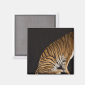 プラットフォームに座っている虎のバックエンド マグネット (正面/裏面)