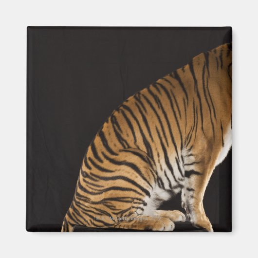 プラットフォームに座っている虎のバックエンド マグネット (正面)