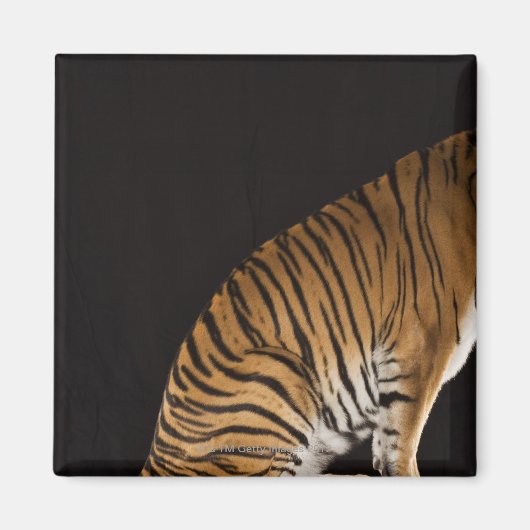 プラットフォームに座っている虎のバックエンド マグネット (正面)