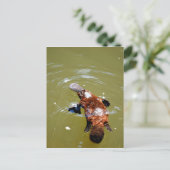 プラティプスエウンゲラナショナルパークオーストラリア ポストカード (スタンド正面)