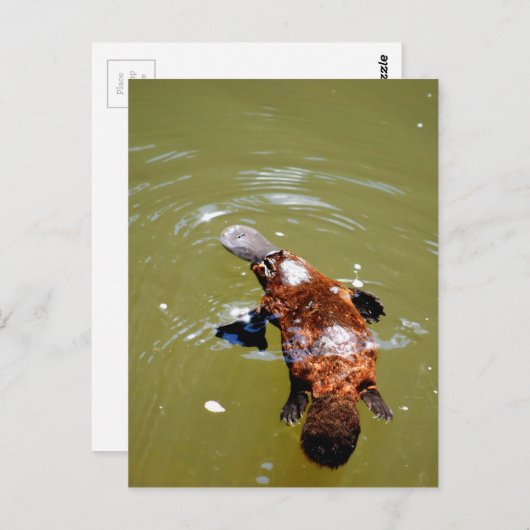 プラティプスエウンゲラナショナルパークオーストラリア ポストカード (正面/裏面)