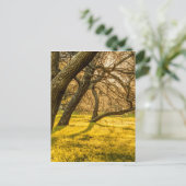 プラドパーク、モンテビデオ、ウルグアイ ポストカード (スタンド正面)