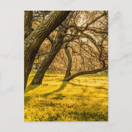 プラドパーク、モンテビデオ、ウルグアイ ポストカード (正面)