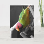 プラムはインコの挨拶状の先頭に立ちました カード (正面)