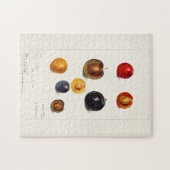 プラムシード(Prunnus Domeatica)水彩絵画の ジグソーパズル (横)