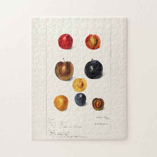プラムシード(Prunnus Domeatica)水彩絵画の ジグソーパズル (縦)
