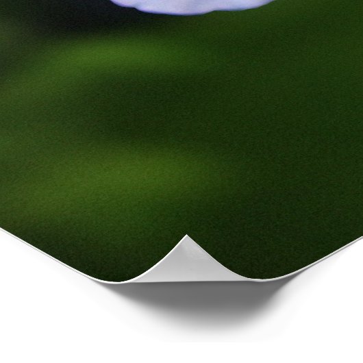 プラムバゴ岬 ポスター (角)