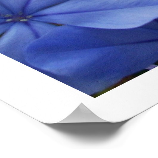 プラムバゴ ポスター (角)