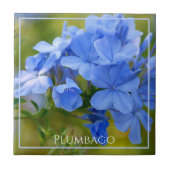 プラムバゴ-青い夏の花の自然写真 タイル (正面)