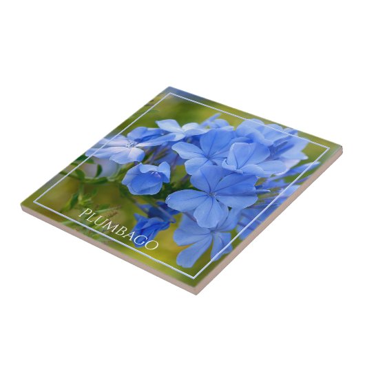 プラムバゴ-青い夏の花の自然写真 タイル (側面)