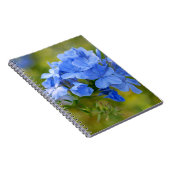 プラムバゴ – Blue Summer Flowers写真 ノートブック (右側)