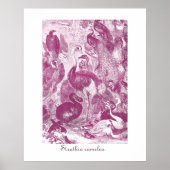 プラムヴィンテージダチョウイラストレーションシュトラチオカメラス ポスター (正面)