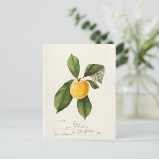 プラム(サクラ)果実水絵画色 ポストカード (スタンド正面)