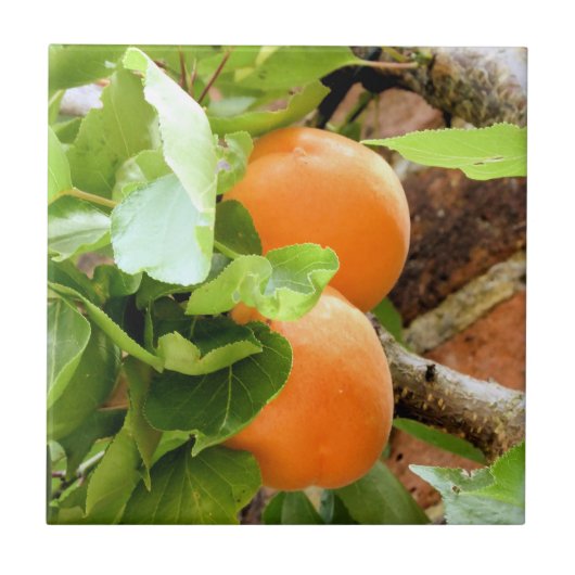 プラム タイル (正面)