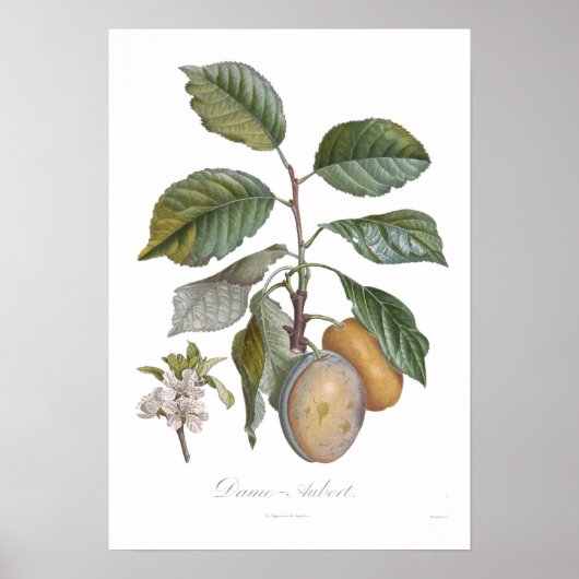 プラム、デイムオーベール ポスター (正面)